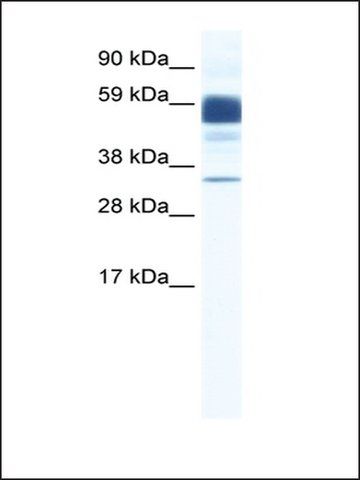 Anti-CLDN16 antibody produced in rabbit