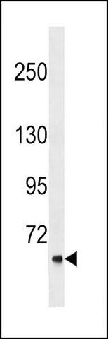 ANTI-CLCNKA (N-TERM) antibody produced in rabbit