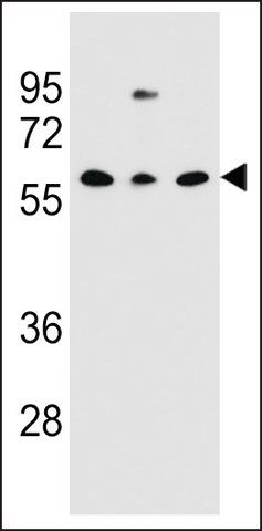 ANTI-CLEC17A(C-TERMINAL) antibody produced in rabbit