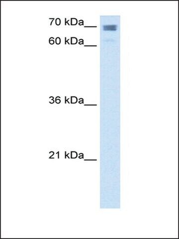 Anti-CLGN antibody produced in rabbit