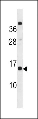 ANTI-CLEC19A (CENTER) antibody produced in rabbit