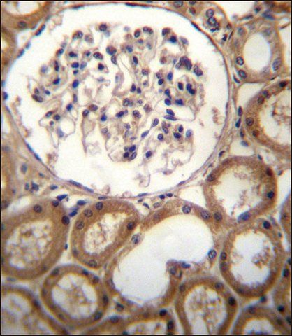 ANTI-CLEC18A (C-TERM) antibody produced in rabbit