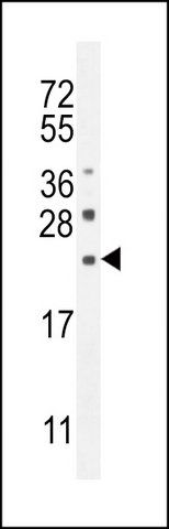 ANTI-CLEC2L (N-TERM) antibody produced in rabbit