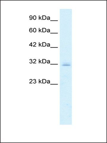 Anti-CLDN15 antibody produced in rabbit