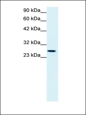 Anti-CLDN13 antibody produced in rabbit