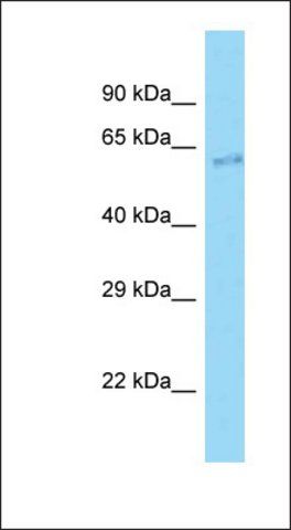 Anti-CLIP3 antibody produced in rabbit