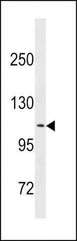 ANTI-CLSTN2 (CENTER) antibody produced in rabbit