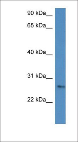 Anti-CMA1 antibody produced in rabbit