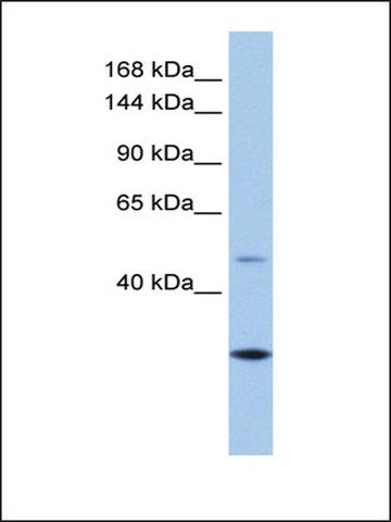 Anti-CLMN (AB2) antibody produced in rabbit