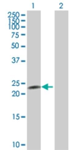 Anti-CNTF antibody produced in rabbit