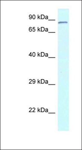 Anti-CNOT3 antibody produced in rabbit