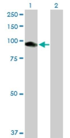 Anti-CNKSR1 antibody produced in mouse