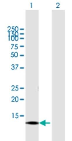 Anti-CNIH3 antibody produced in mouse