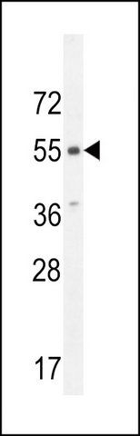 ANTI-CMKOR1 (C-TERM) antibody produced in rabbit