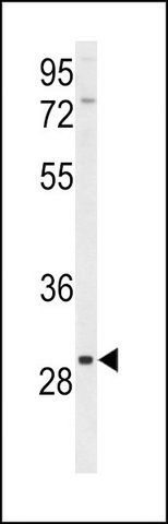 ANTI-CLRN3 (C-TERM) antibody produced in rabbit