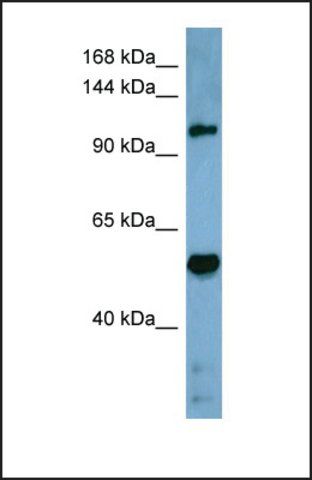 Anti-COBLL1 antibody produced in rabbit