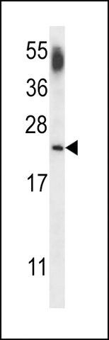 ANTI-CNRP1 (CENTER) antibody produced in rabbit