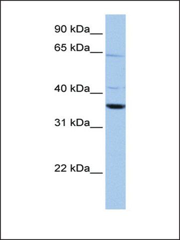 Anti-CNN2 (AB1) antibody produced in rabbit