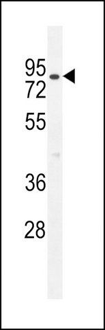 ANTI-CLPX (C-TERM) antibody produced in rabbit