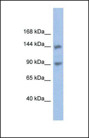 Anti-CNTNAP3 antibody produced in rabbit