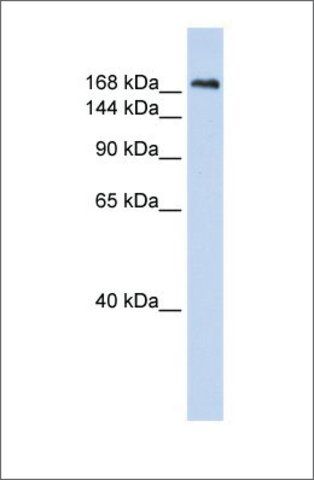 Anti-CNTNAP1 antibody produced in rabbit