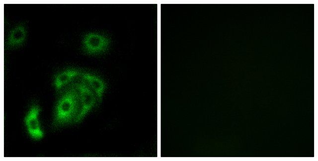 Anti-CNTN5 antibody produced in rabbit