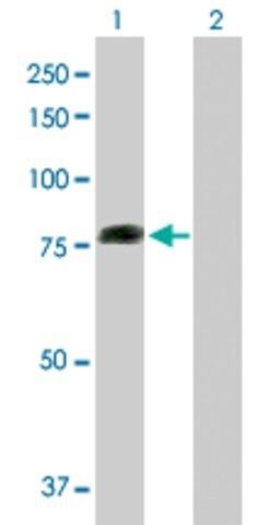 Anti-COG2 antibody produced in mouse