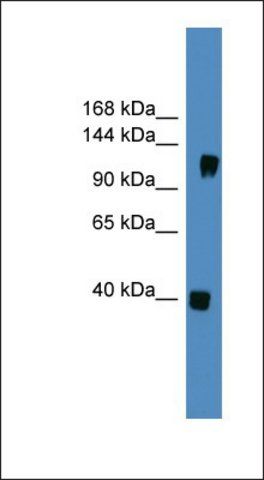 Anti-CNTN1 antibody produced in rabbit