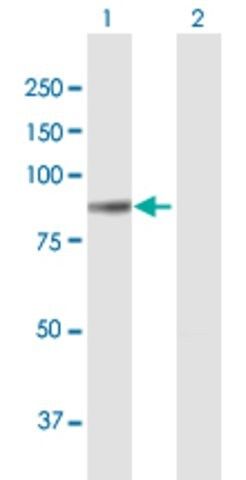 Anti-COL8A1 antibody produced in mouse