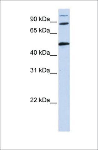 Anti-COG4 (ab1) antibody produced in rabbit