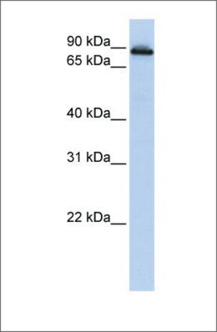 Anti-COG2 antibody produced in rabbit