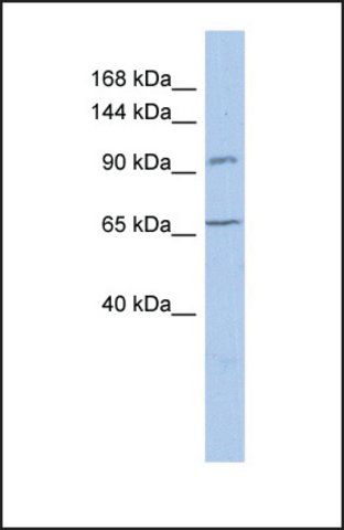 Anti-COG5, (N-terminal) antibody produced in rabbit