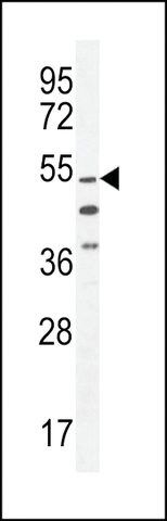 ANTI-CO044 (C-TERMINAL) antibody produced in rabbit