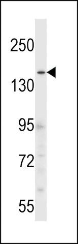 ANTI-CNTLN(N-TERMINAL) antibody produced in rabbit