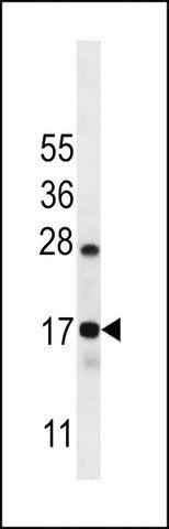 ANTI-CO040(C-TERMINAL) antibody produced in rabbit