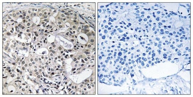 Anti-CNTD2 antibody produced in rabbit