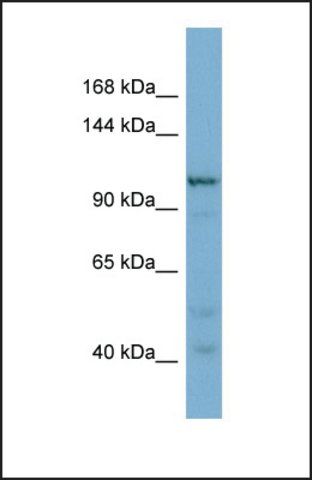 Anti-COPG2, (N-terminal) antibody produced in rabbit