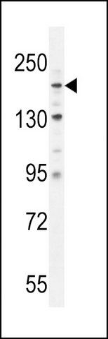 ANTI-COL4A2 (N-TERM) antibody produced in rabbit