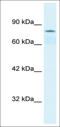 Anti-COLEC12 (AB1) antibody produced in rabbit