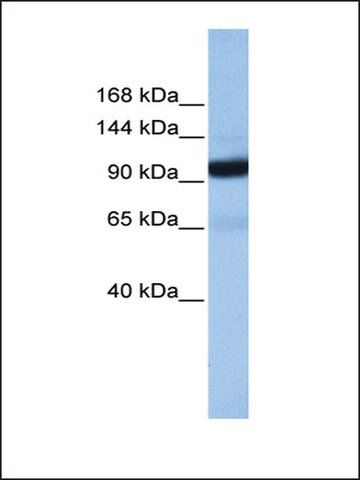 Anti-COPB1 antibody produced in rabbit