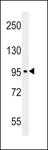 ANTI-CO039 (C-TERM) antibody produced in rabbit