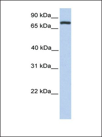 Anti-COLEC12 (AB3) antibody produced in rabbit