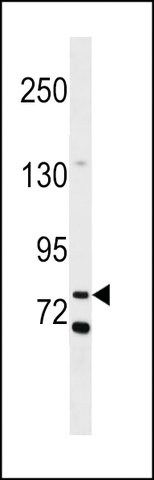 ANTI-COL12(N-TERMINAL) antibody produced in rabbit