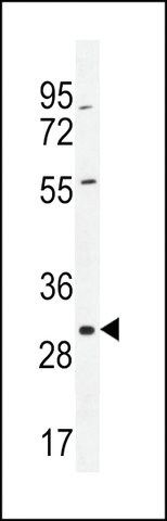 ANTI-COPE(C-TERMINAL) antibody produced in rabbit