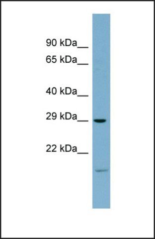 Anti-COPS7A antibody produced in rabbit