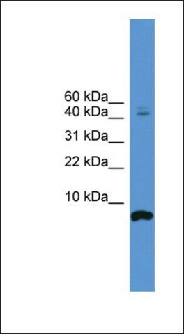 Anti-CORT antibody produced in rabbit