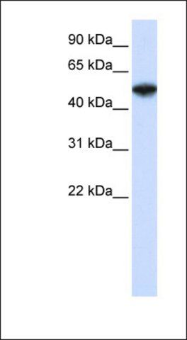 Anti-COPS2 antibody produced in rabbit