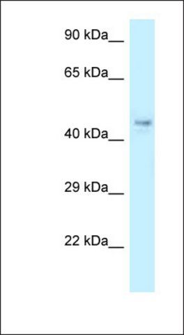 Anti-COPS4 antibody produced in rabbit