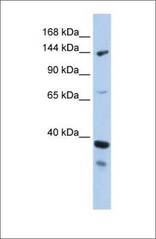 Anti-DHX37 antibody produced in rabbit