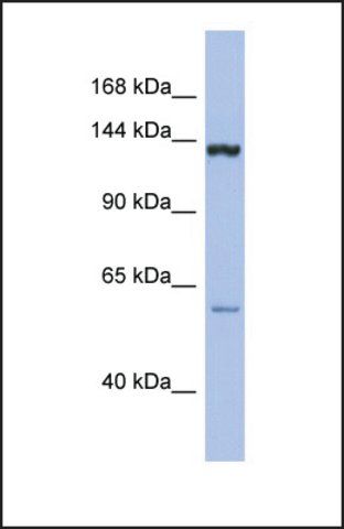 Anti-DHX34 antibody produced in rabbit